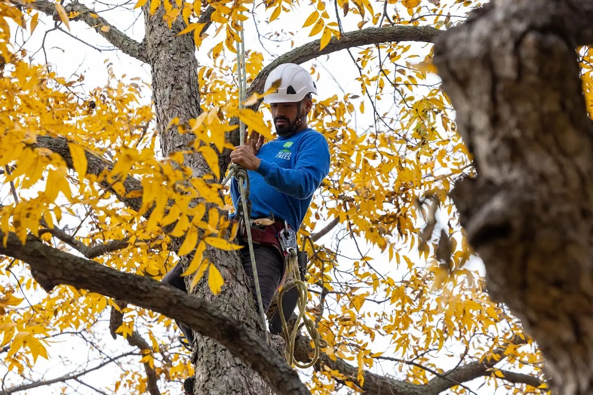 Skilled Tree Planing crew working in Galesburg